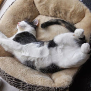 leapsheakemilliwede avatar