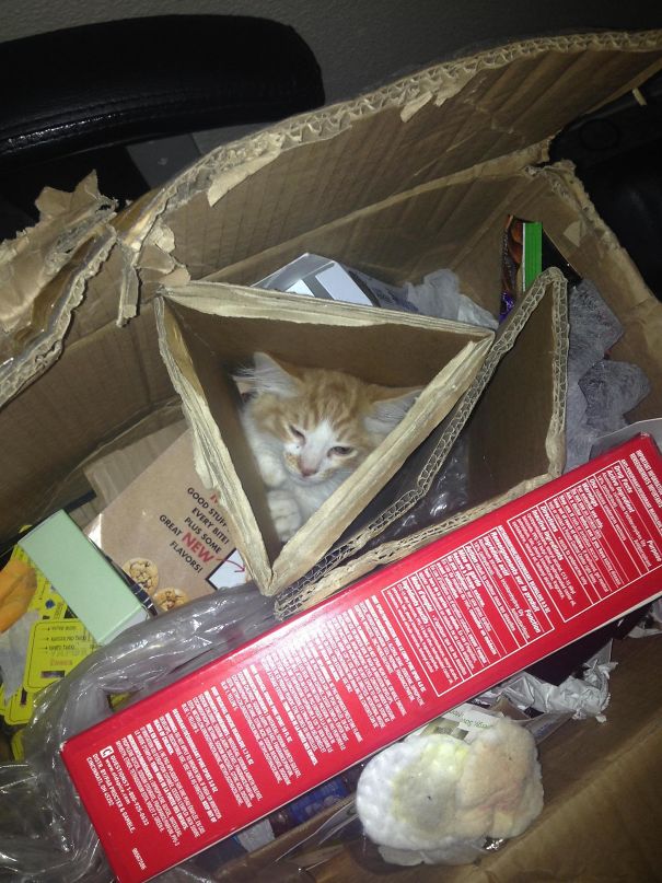 Haven't Had My Kitten 24 Hours And I Find Her Like This When I Woke Up