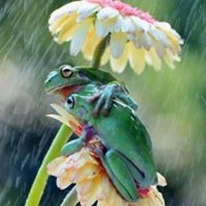 lilwashingtonstonerchick avatar