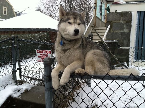 Husky Thinking He's A Cat