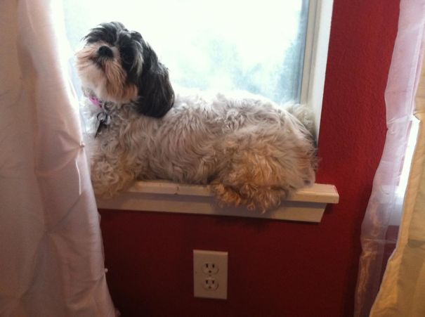 My Dog Thinks She's A Cat