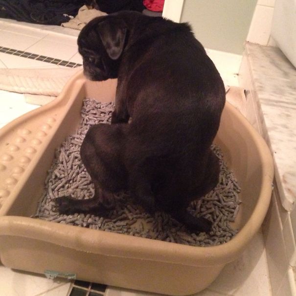 My Dog Thinks She's A Cat