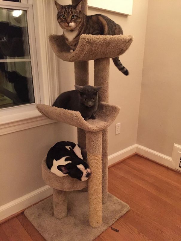 My Dog Thinks He's A Cat