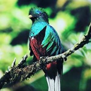 ravinaworlikar avatar