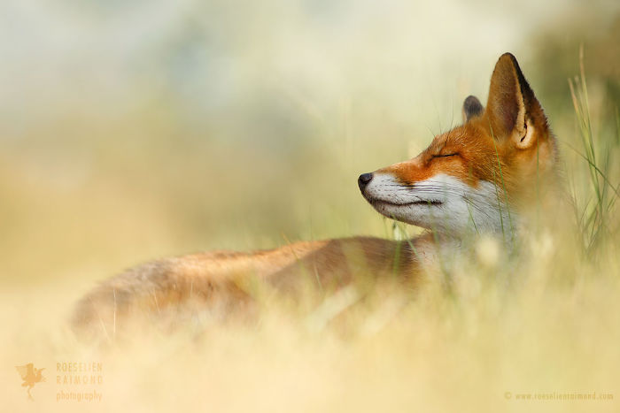 15 Mindful Foxes By Roeselien Raimond That Teach Us How To Master Life 15 Mindful Foxes By Roeselien Raimond That Teach Us How To Master Life