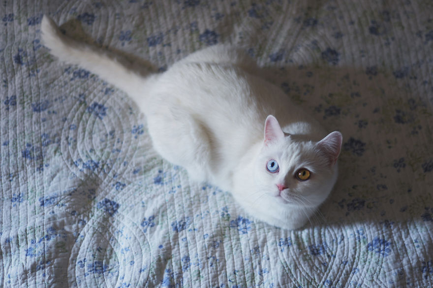 Tihon: Very Special Cat With Odd Eyes Tihon: Very Special Cat With Odd Eyes