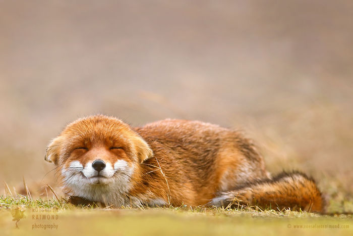 15 Mindful Foxes By Roeselien Raimond That Teach Us How To Master Life