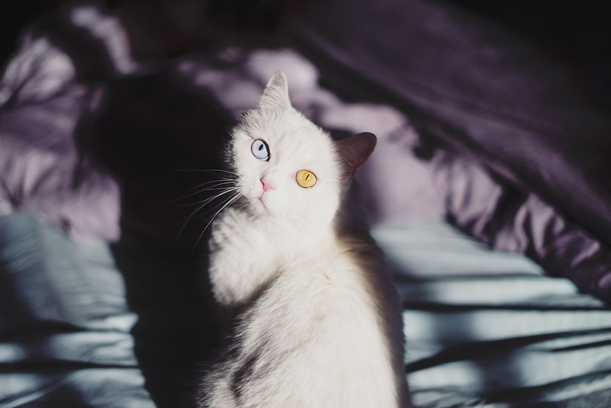 Tihon: Very Special Cat With Odd Eyes Tihon: Very Special Cat With Odd Eyes