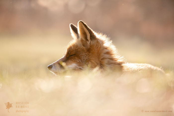 15 Mindful Foxes By Roeselien Raimond That Teach Us How To Master Life 15 Mindful Foxes By Roeselien Raimond That Teach Us How To Master Life