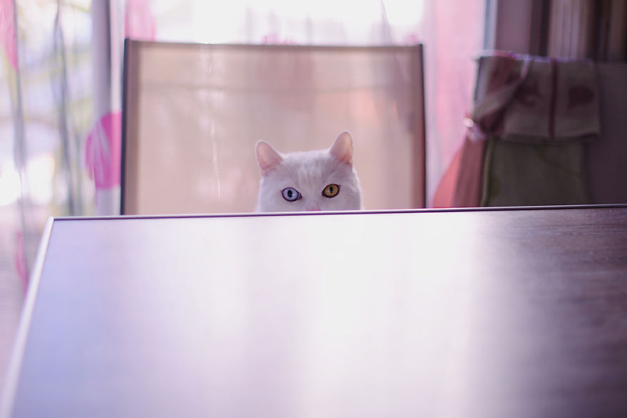 Tihon: Very Special Cat With Odd Eyes