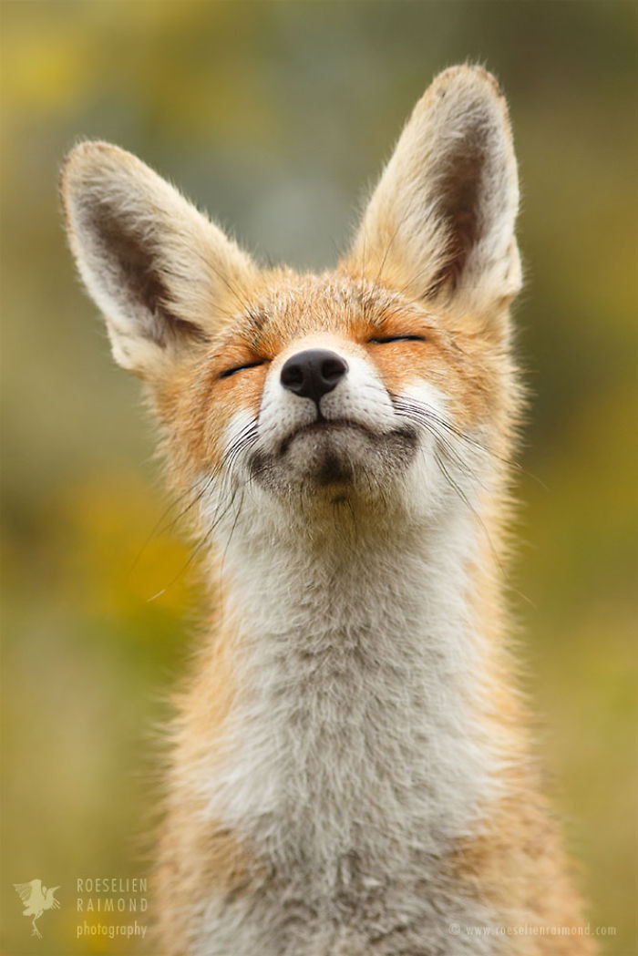 15 Mindful Foxes By Roeselien Raimond That Teach Us How To Master Life 15 Mindful Foxes By Roeselien Raimond That Teach Us How To Master Life
