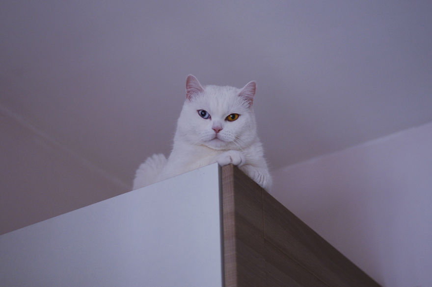 Tihon: Very Special Cat With Odd Eyes Tihon: Very Special Cat With Odd Eyes