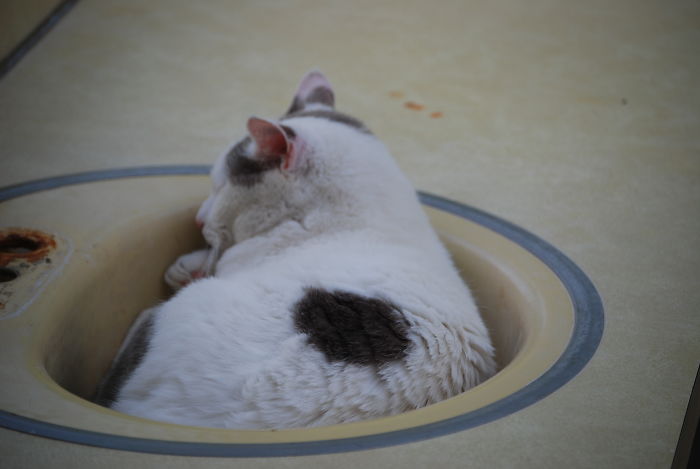 Cats Love Remodeling, They Use All The Castaways Like This Sink Top On The Deck