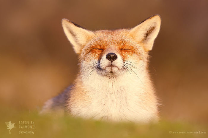 15 Mindful Foxes By Roeselien Raimond That Teach Us How To Master Life