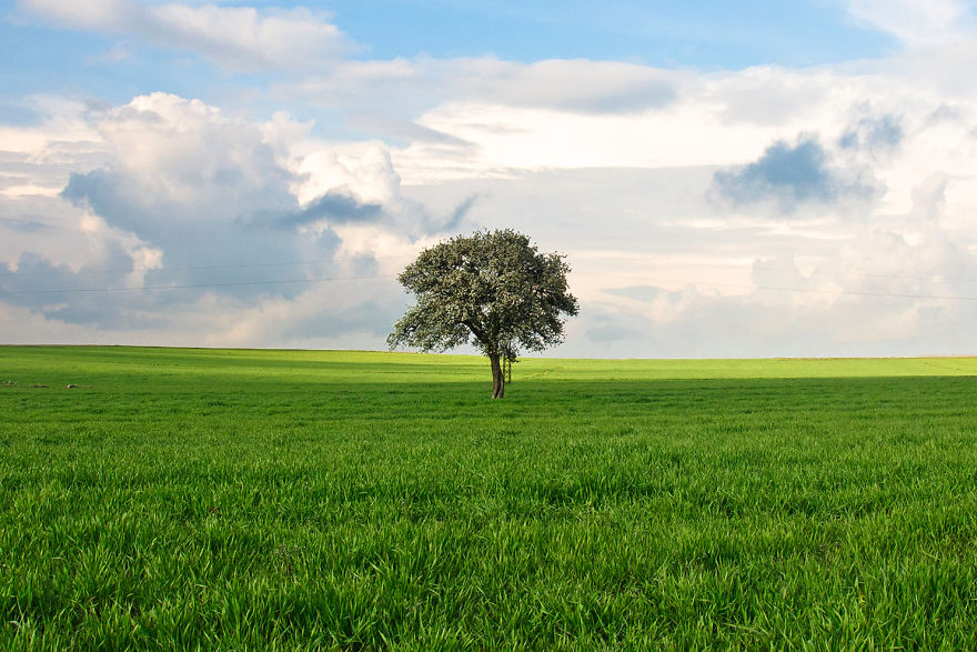 Lonely Tree And The Seasons Passing By