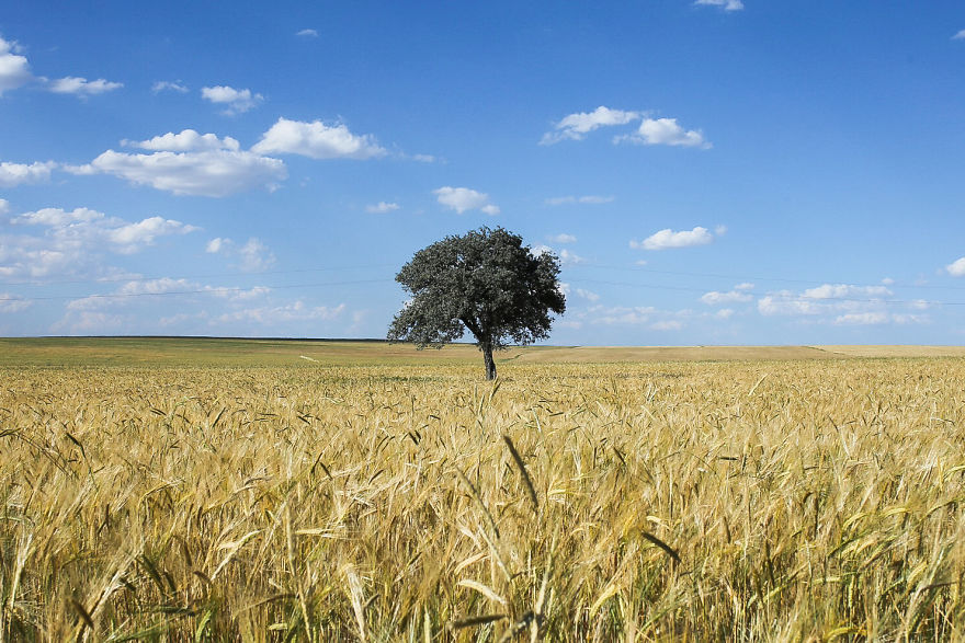 Lonely Tree And The Seasons Passing By