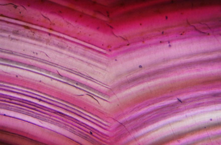 Italian Artist Create Micro-Painting With Microscope And Dslr Camera.