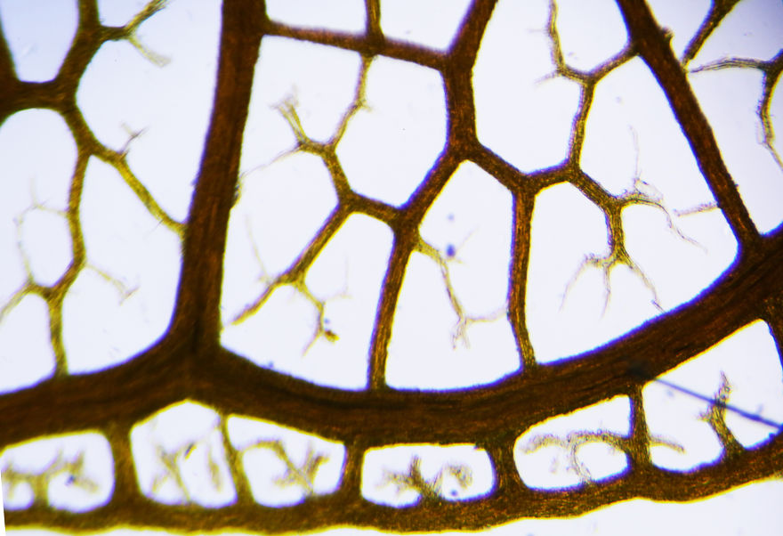 Italian Artist Create Micro-Painting With Microscope And Dslr Camera.