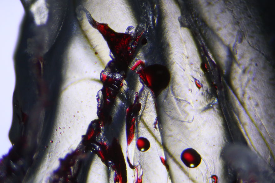 Italian Artist Create Micro-Painting With Microscope And Dslr Camera.