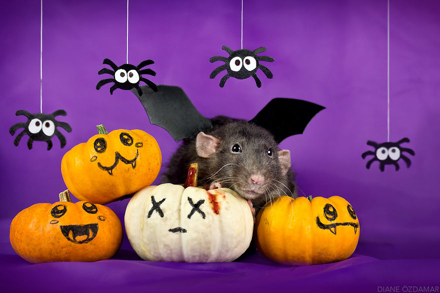 Pumpkin Killer (Arkanys)