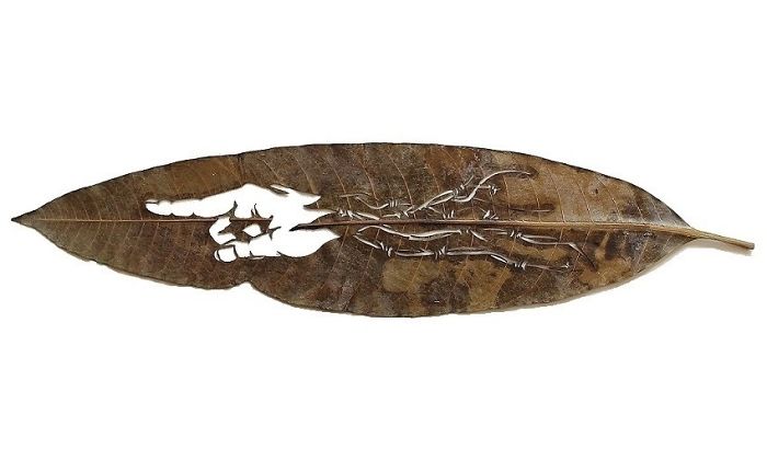 Lorenzo M. Durán's Leaf Art: Evolution