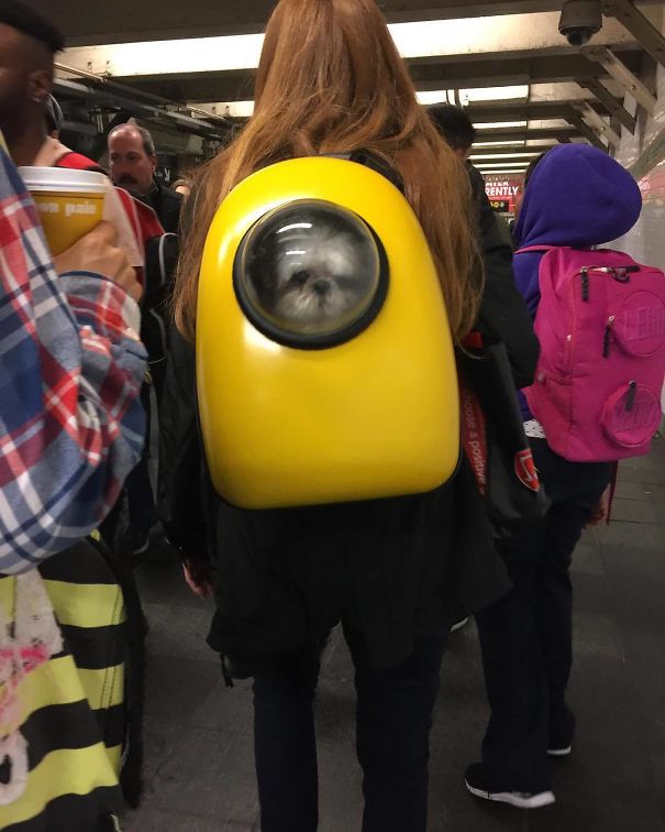 Pup's Got A Yellow Submarine