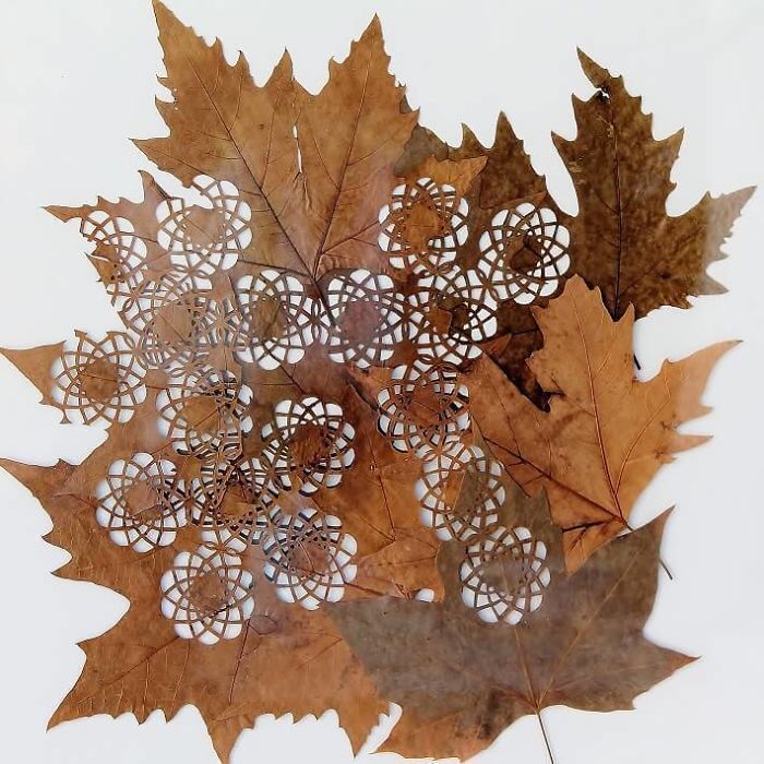 Lorenzo M. Durán's Leaf Art: Evolution