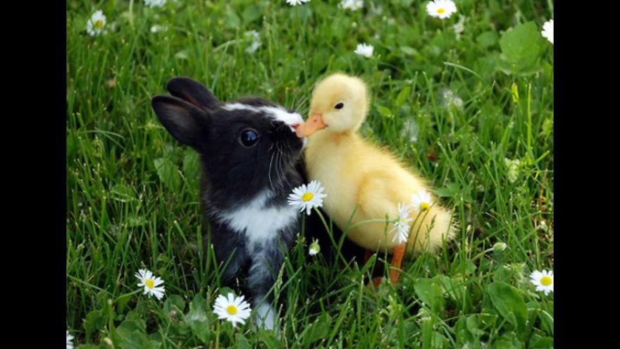 Bored, (That's Why I'm Here) Let's Start The Day Off By Looking At Some Unlikely Animal Friendships!