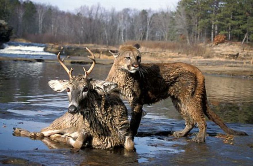 Bored, (That's Why I'm Here) Let's Start The Day Off By Looking At Some Unlikely Animal Friendships!