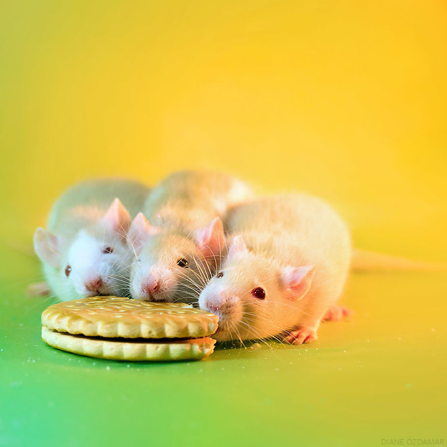 Breakfast Time! (Pagello, Feirefiz And Inoa)