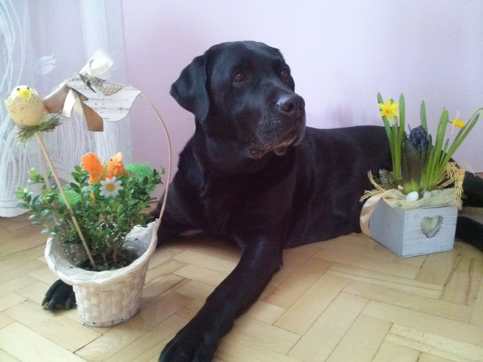 #10 Sweet Labradors!