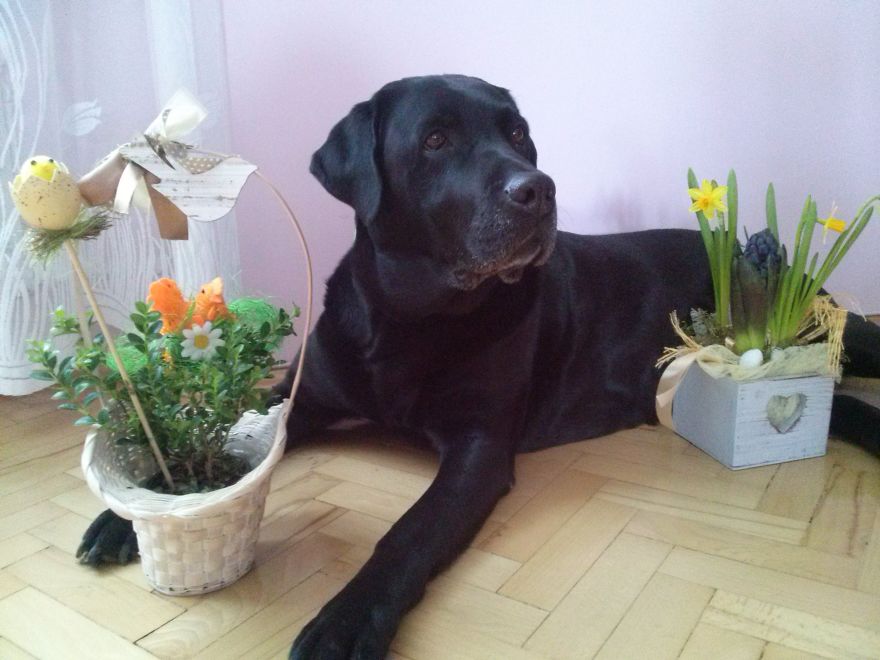 #10 Sweet Labradors!