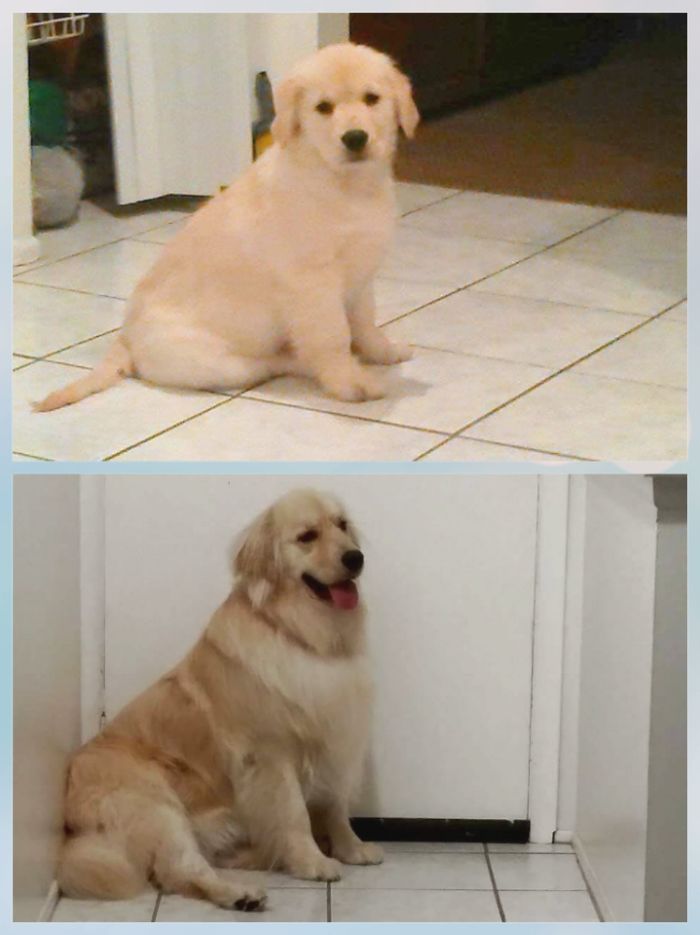Rex, Then And Now