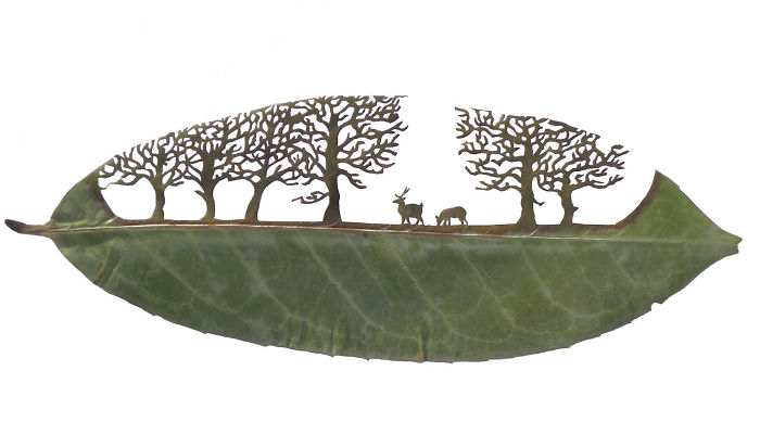 Lorenzo M. Durán's Leaf Art: Evolution