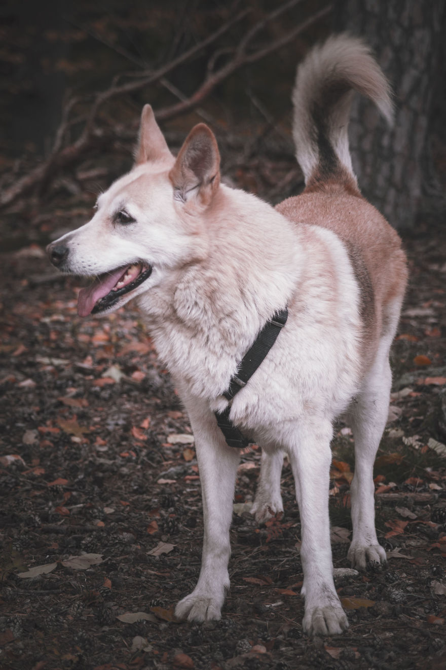 Tina, Wrocław, Poland. I Adopted Her From Shelter When She Was 2yo. Now She's 14
