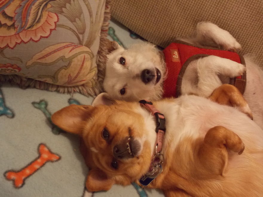 Sister Friends; Marley & Foxie . Both Happy Seniors . At Their Request Ages Not Shared !! Lol