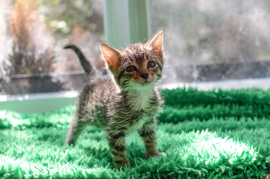 Kitten Is Looking For Home, 2,5 Month Old