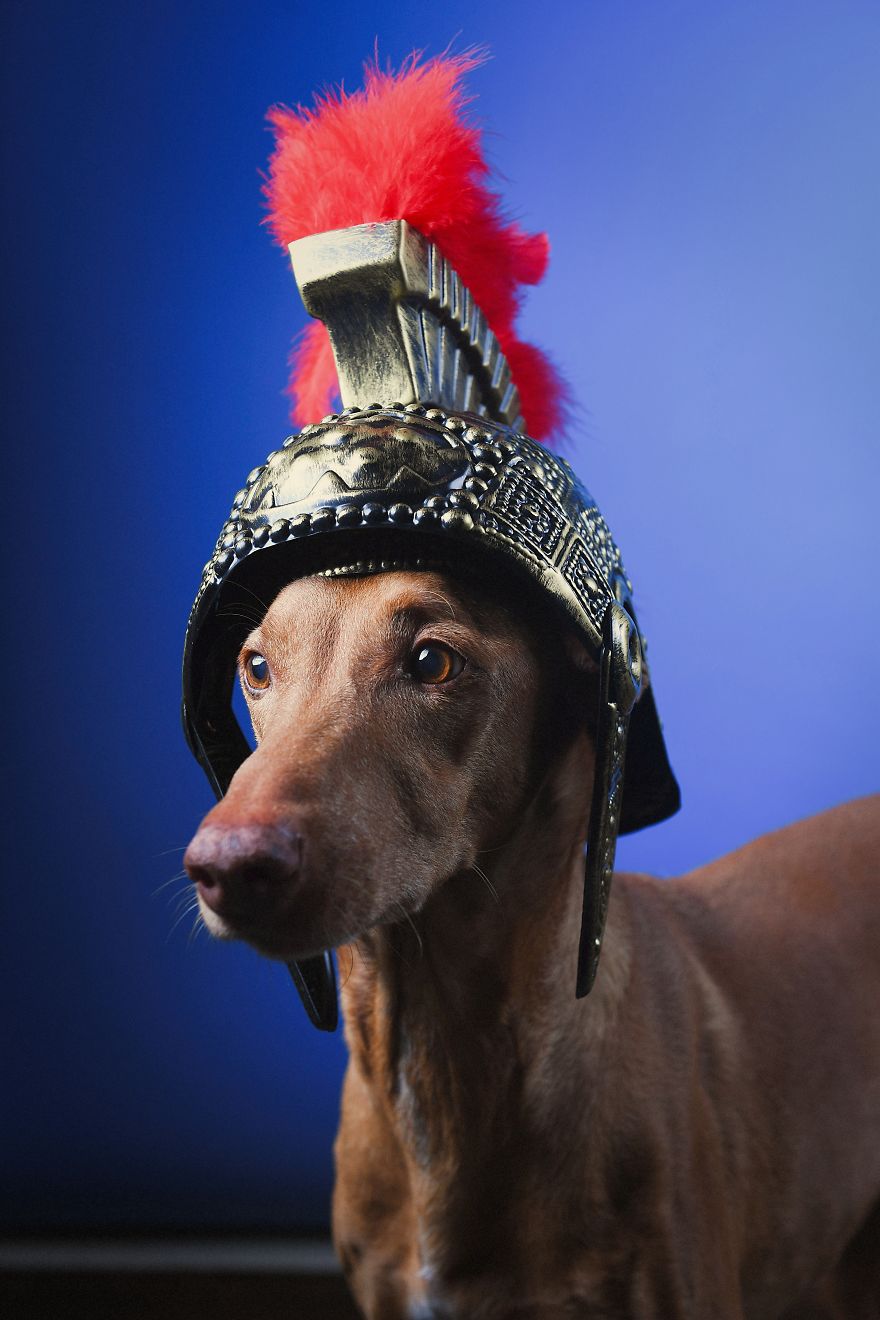 I Found A Way To Honor My Pharaoh Hound And The Joy He Gives Us Through Images That I Hope Will Make You Smile!