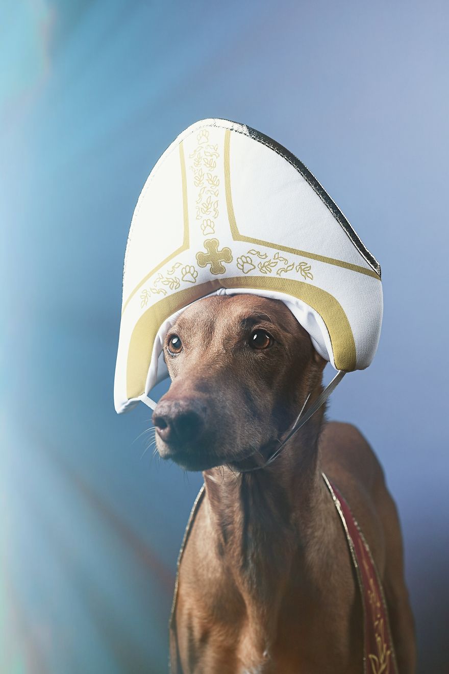 I Found A Way To Honor My Pharaoh Hound And The Joy He Gives Us Through Images That I Hope Will Make You Smile!