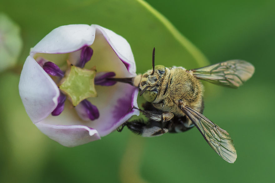 Blue Banded Bee