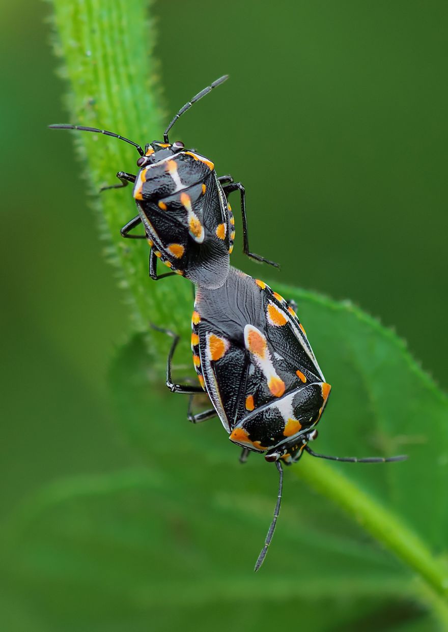 Bagrada Bugs Mating