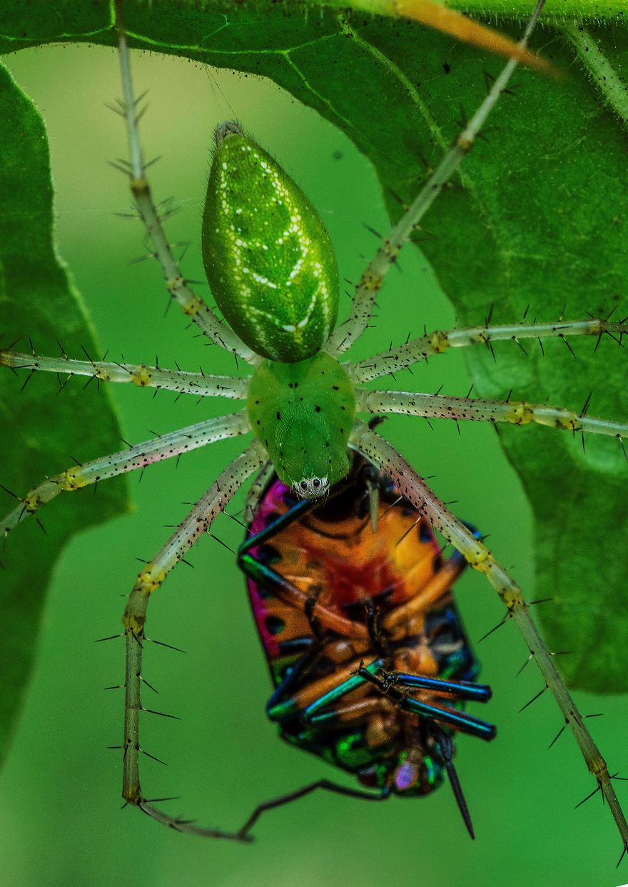 Green Lynx Spider Feeding On Jewel Bug