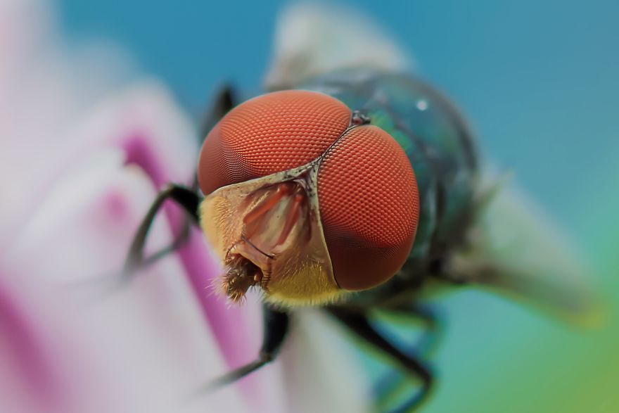 The Compound Eye Of A Green Bottle Fly