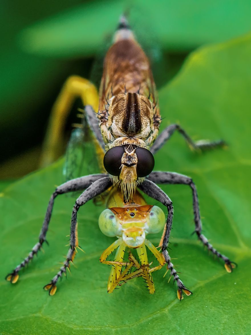 Robber Fly With Its Prey