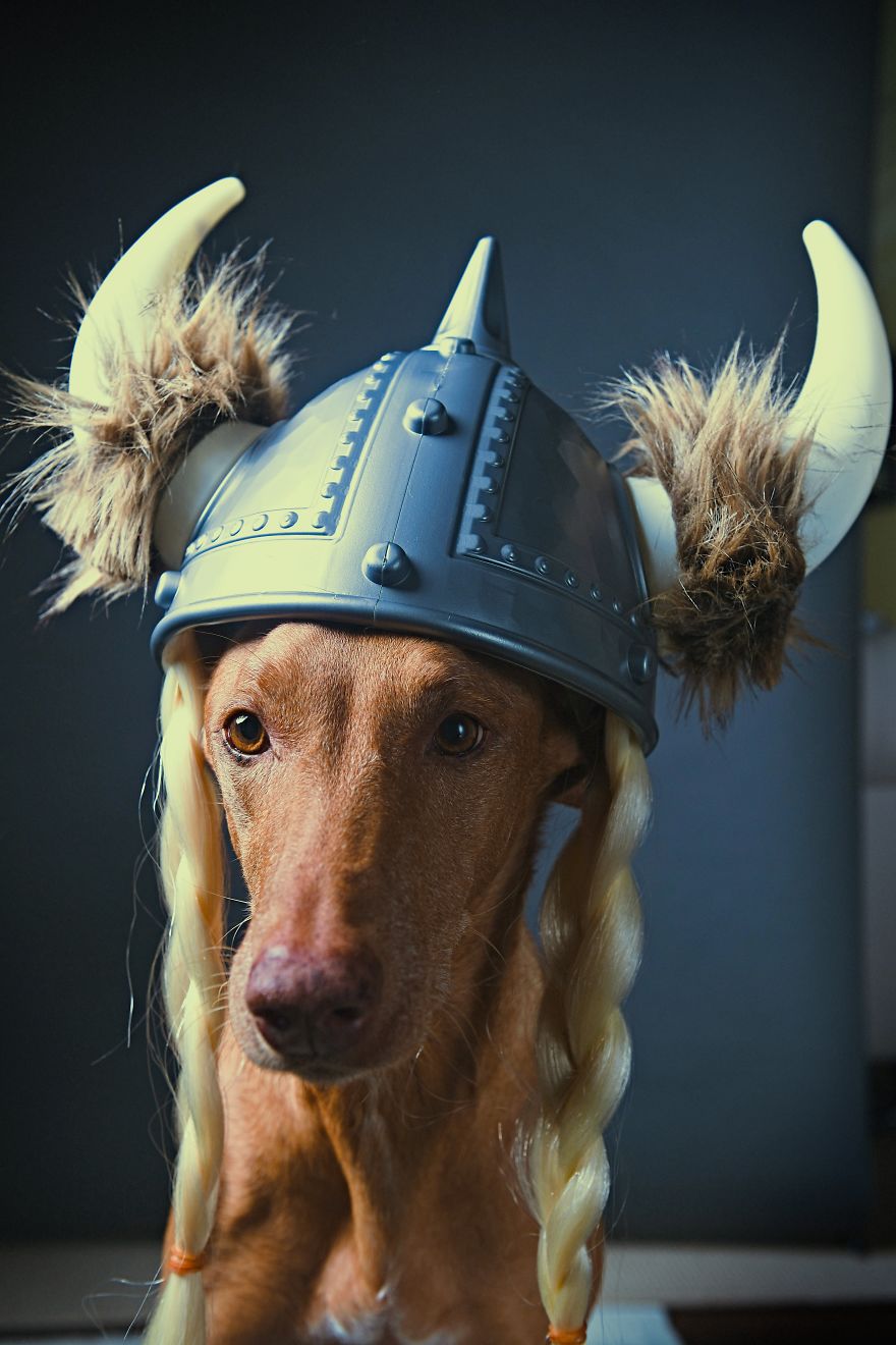 I Found A Way To Honor My Pharaoh Hound And The Joy He Gives Us Through Images That I Hope Will Make You Smile!