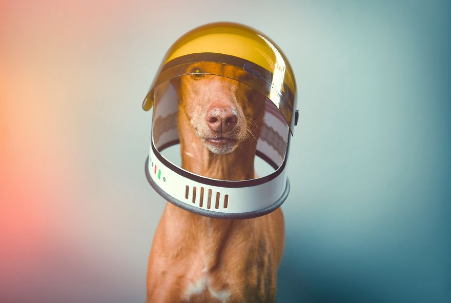 I Found A Way To Honor My Pharaoh Hound And The Joy He Gives Us Through Images That I Hope Will Make You Smile!