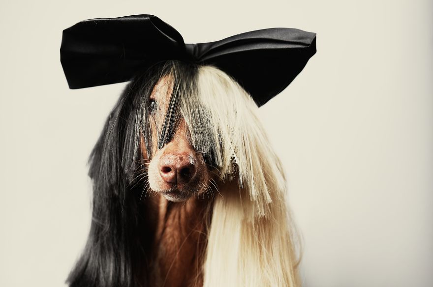 I Found A Way To Honor My Pharaoh Hound And The Joy He Gives Us Through Images That I Hope Will Make You Smile!