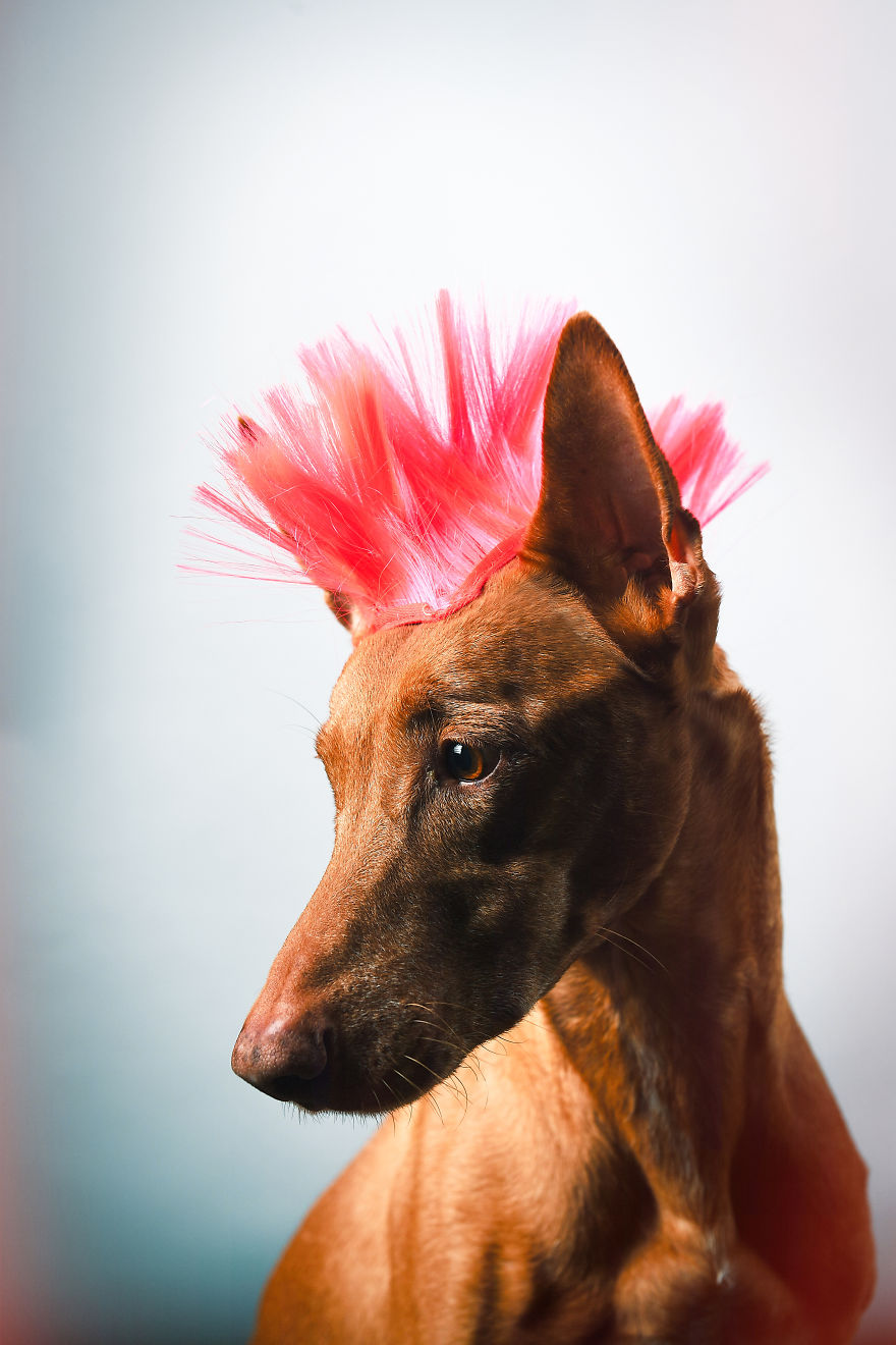 I Found A Way To Honor My Pharaoh Hound And The Joy He Gives Us Through Images That I Hope Will Make You Smile!