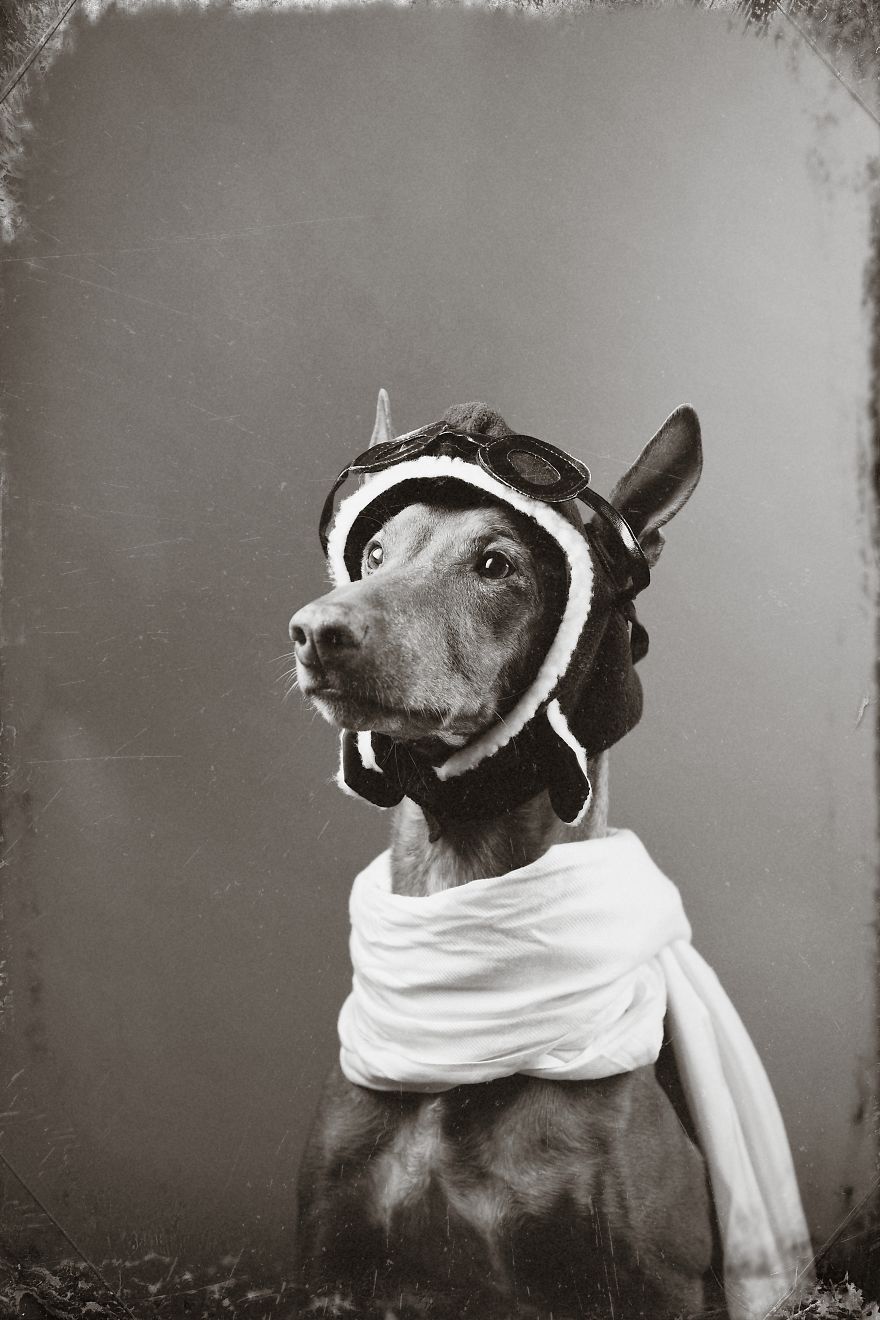 I Found A Way To Honor My Pharaoh Hound And The Joy He Gives Us Through Images That I Hope Will Make You Smile!