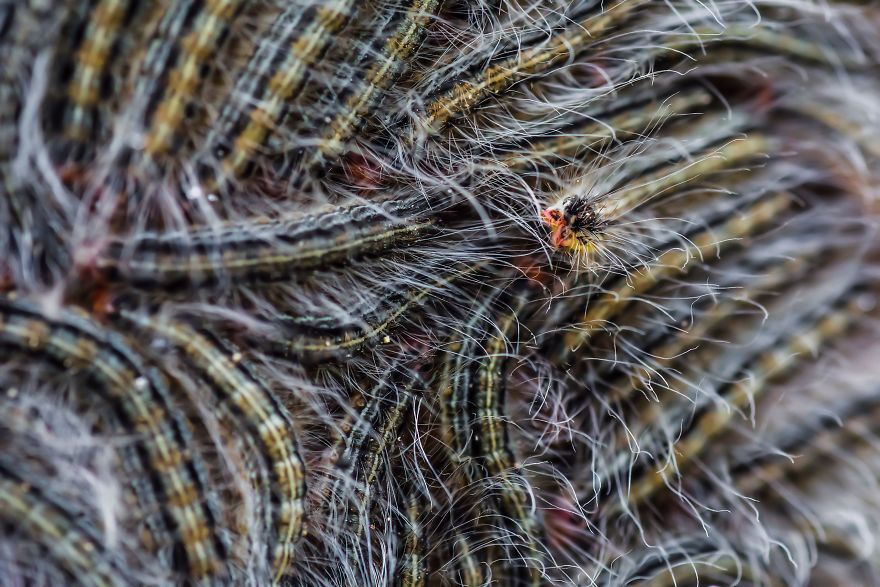 Caterpillar Cuddle Up